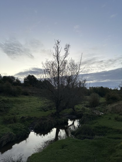 A willow tree beside a brook in a green tree lined valley beneath a clear dawn sky, a bank of cloud on the horizon, the sun not yet risen