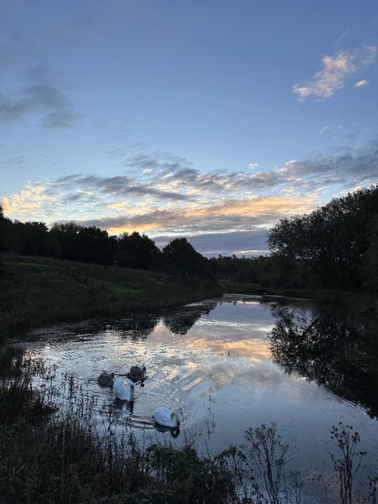 Sunrise over an old mill lodge that curves along the left bank to narrow at the far end. The left bank is steep and covered in grass and reeds, the right bank is straight and lined with trees; two adult and two juvenile swans swimming on the water 