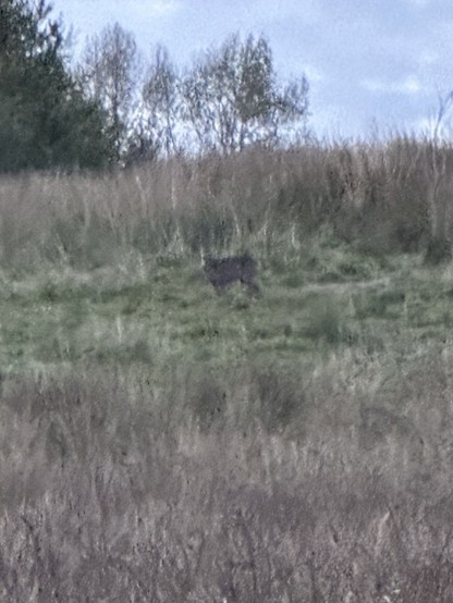 A roe deer on the side of a grassy slope on a tree-lined meadow