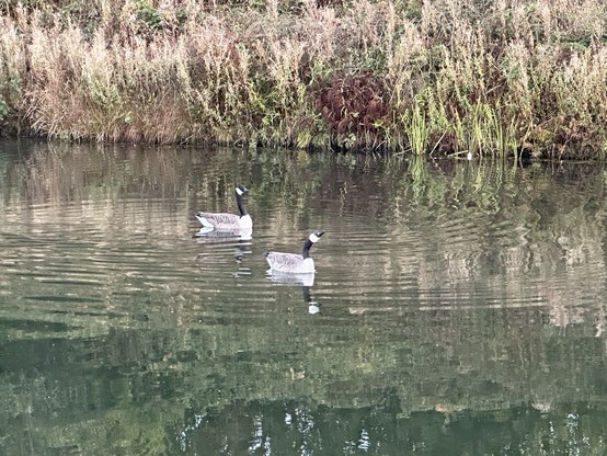 A pair of Canada geese on an old mill lodge, the far bank covered in long grass and weeds