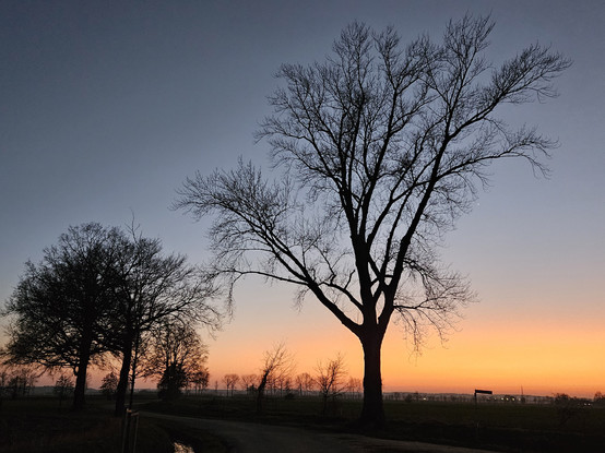 Winter trees with sunset