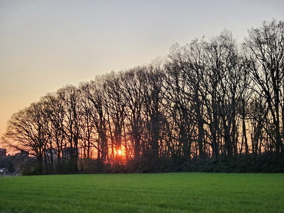 Sunset through bare winter trees, green grass in the foregrouond