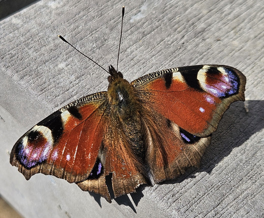 Close up of a peacock butterfly. 