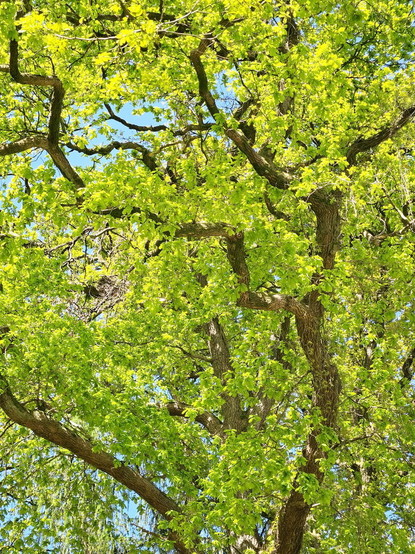 Bright green oak leaves against the blue sky