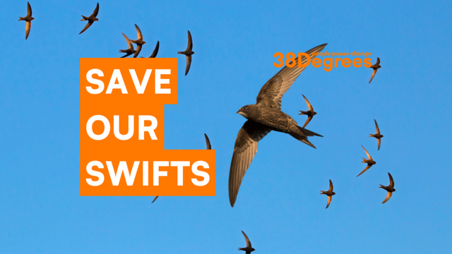 Swifts flying across a clear blue sky. White text on an orange backgrounds reads "SAVE OUR SWIFTS"