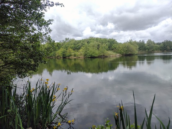 Still water on a lake. Irises in the foreground, treeson the far side of the lake. Grey cloudy sky also reflected in the water.