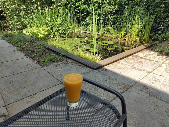 terras in de schaduw, vijver in de zon, waterlelies, gele irissen, glas knaloranje duindoornsap met bruiswater.
