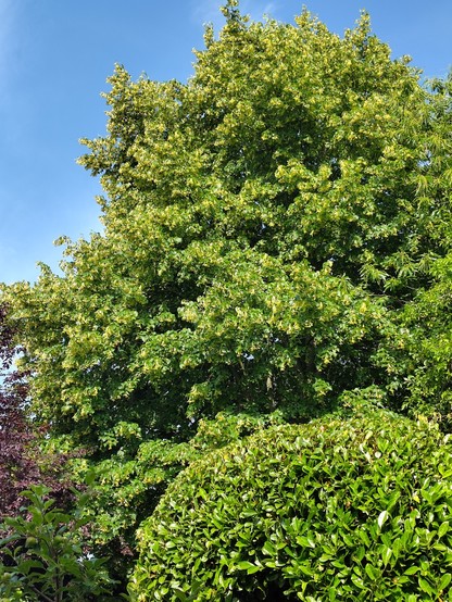 bloeiende lindeboom