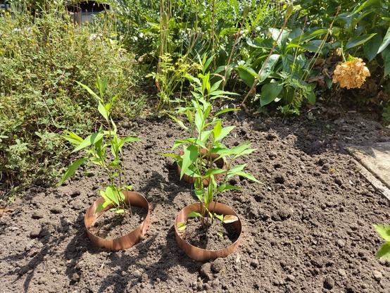 asterplantjes met koperen ring eromheen