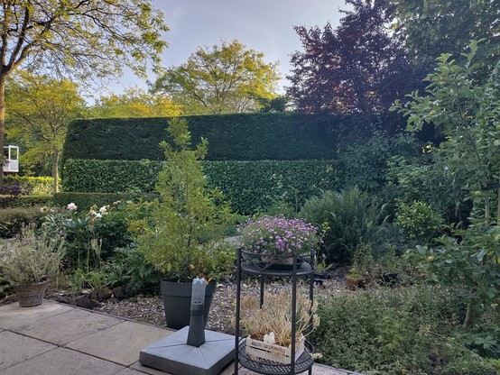 tuin bij avond