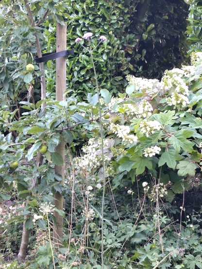 een hoge dunne verbena voor, onder andere, appelboom, Zeeuws knopje en eikenblad-hydrangea.