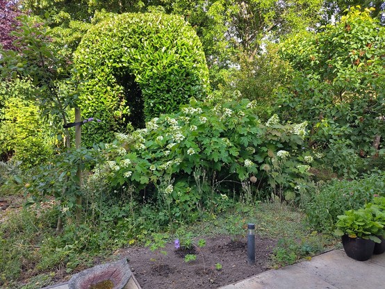 tuin