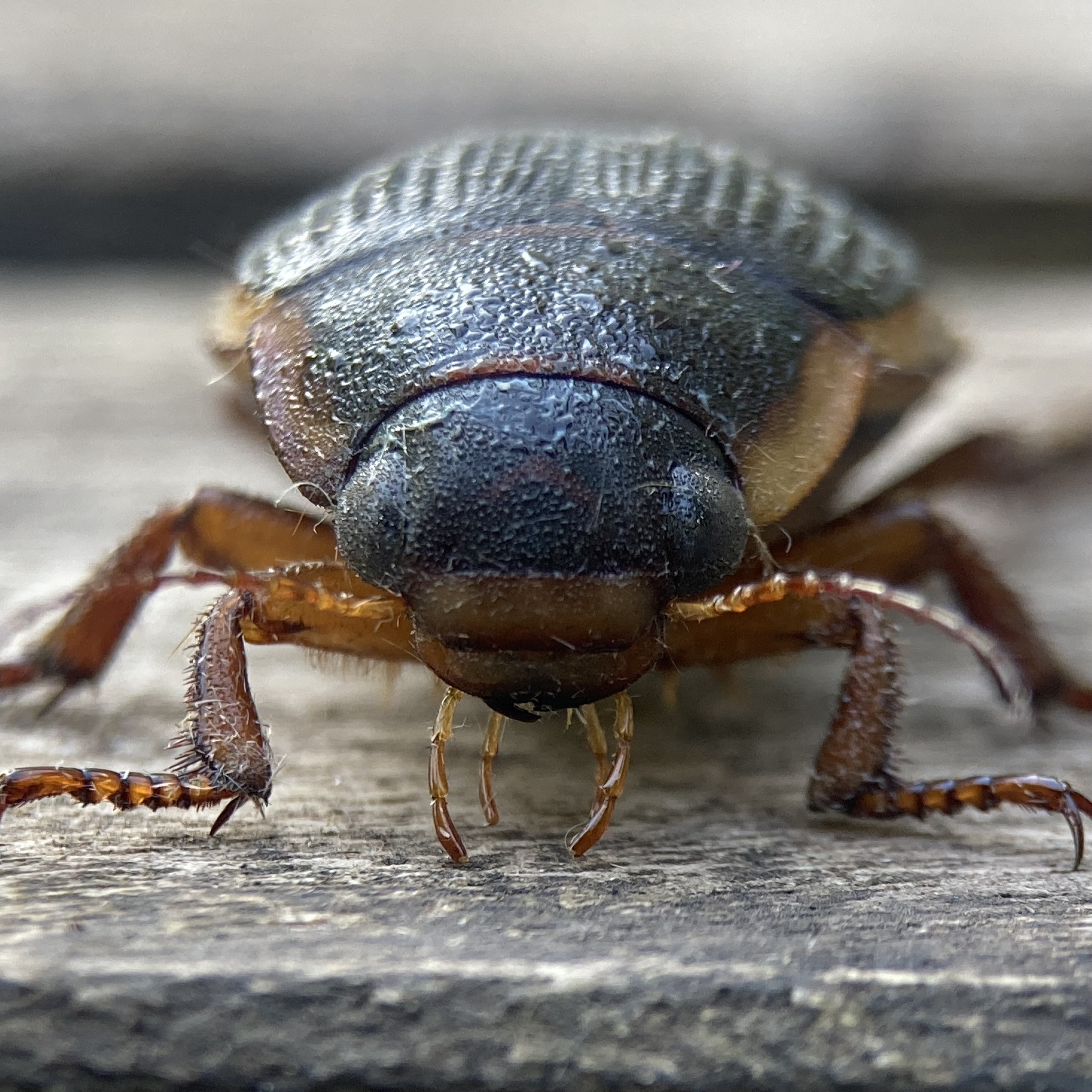 Front on shot of 4cm beetle It has two black frog-like eyes on a stippled black head.  It has a gold band near its mouth and two pincer like protrusions.  It stretches back where its wings become blurred in the picture.  It has crab like legs.