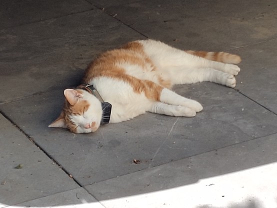 kat onder de auto