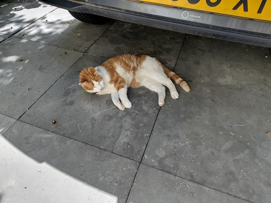 kat onder de auto