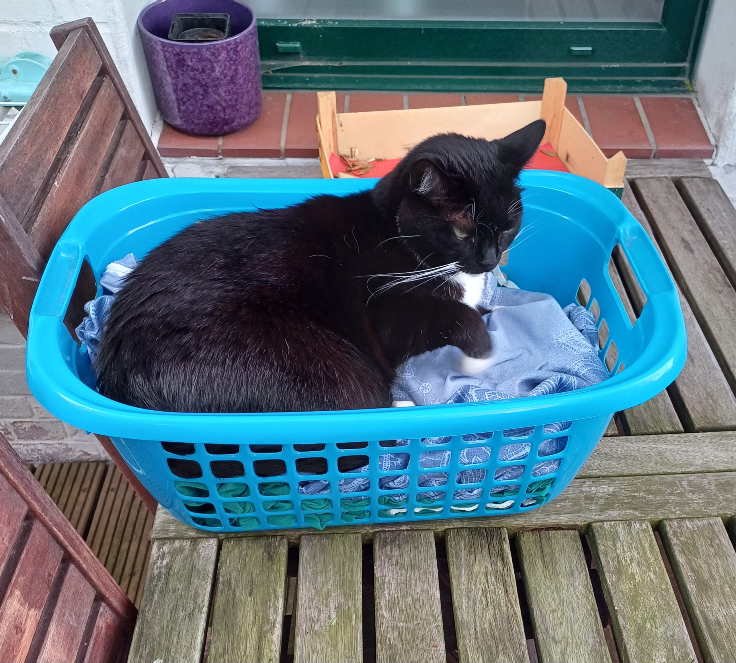 A black and white tuxedo cat curled up comfortably on a pile of clean sheets in a blue laundry basket. A black and white tuxedo cat curled up comfortably on a pile of clean sheets in a blue laundry basket.