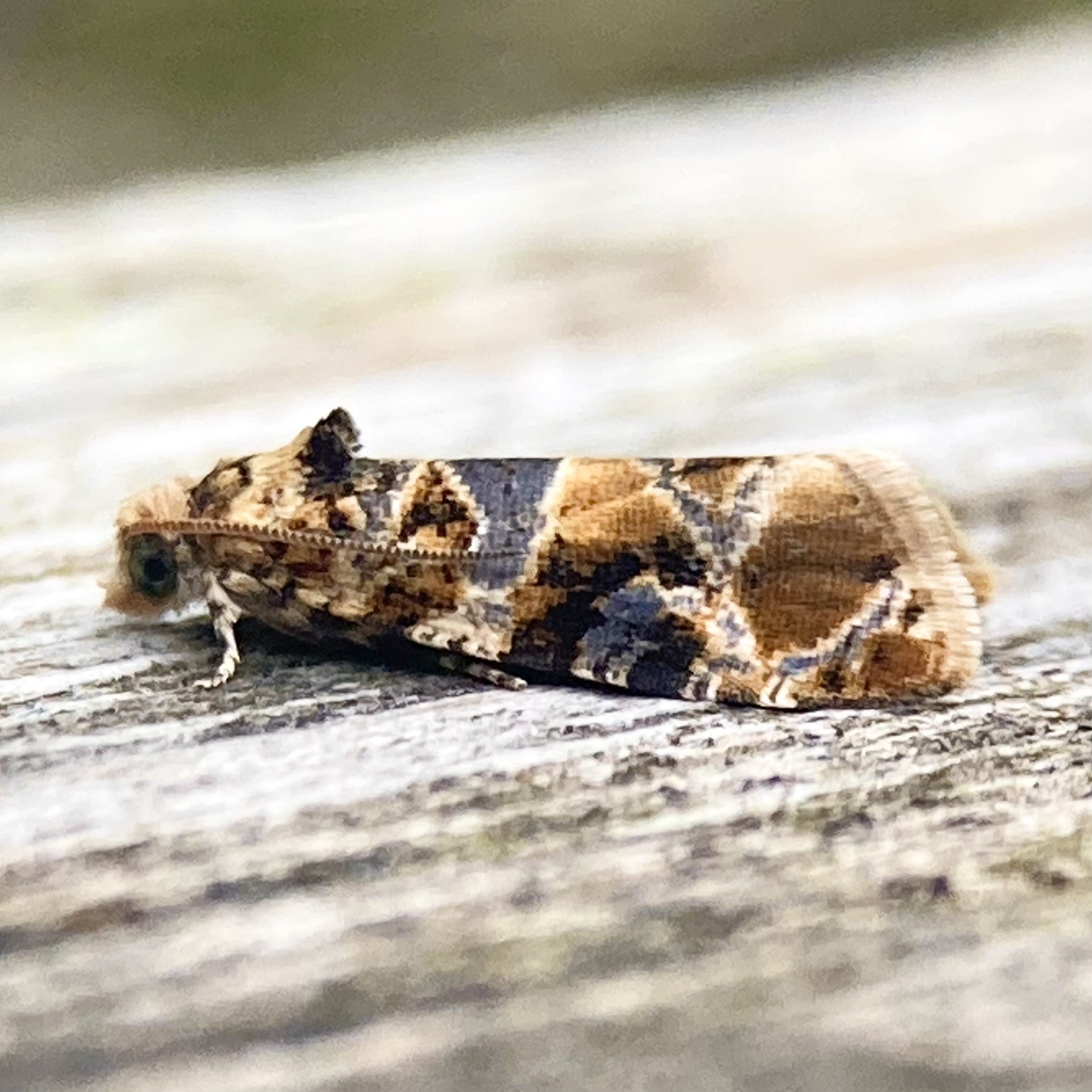 Side on shot of a 4-5mm moth about the size of a grain of cooked rice. It faces left. It is three times as long as it is high and it holds its wings tight against its abdomen in a tented position making it look almost tubular. Its scales are a distinct marble pattern of blue, gold and rust in a very metallic sheen, each blotch edged in white. It has a small dark tuft sticking up just behind its head and an antennae which it holds close to its flank.