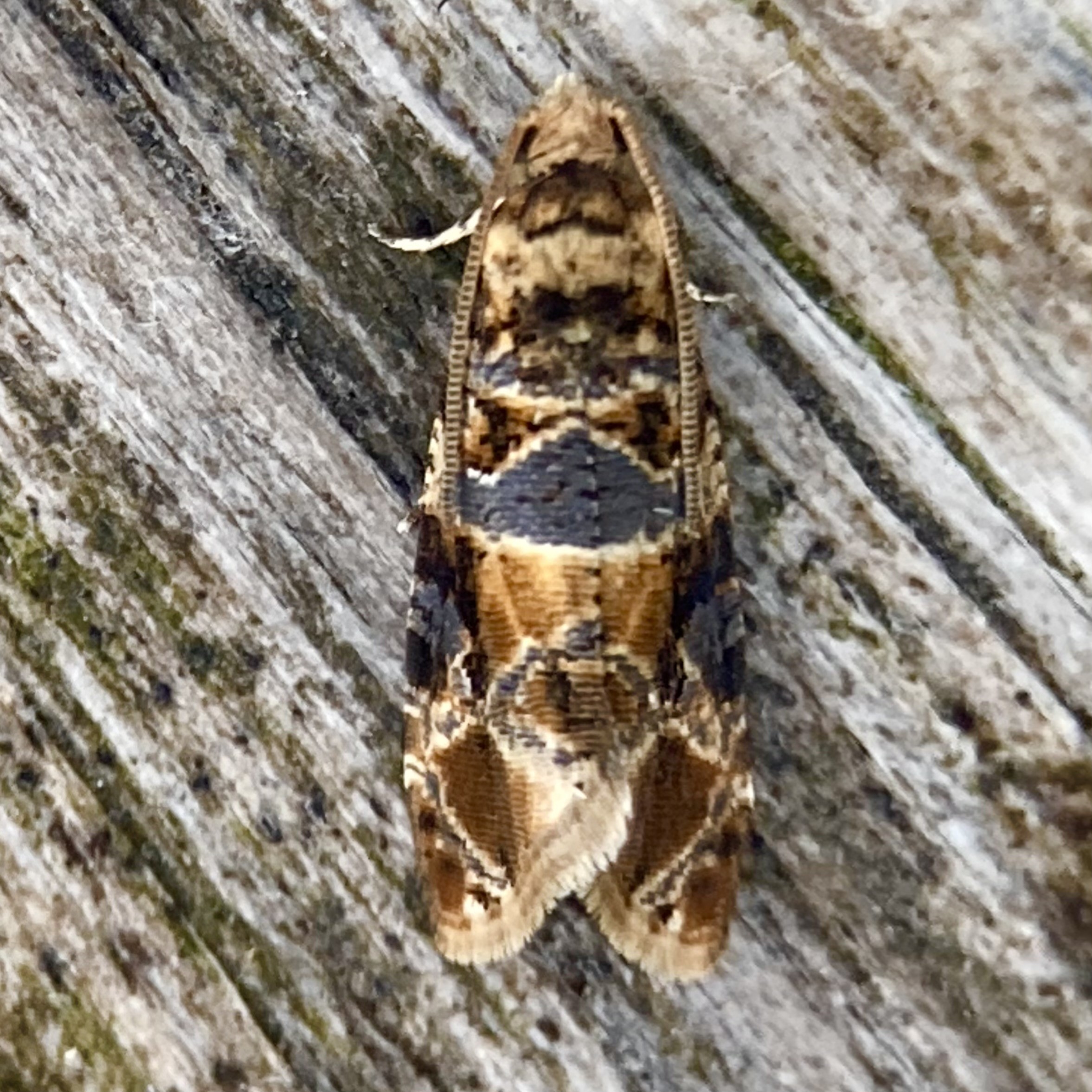 Overhead shot of the aforementioned 4-5mm micromoth. The metallic blue patch looks like a horizontal band across the middle, below which is a gold patch and below that, it looks more ferruginous. Both antennae are held very close to its flanks.