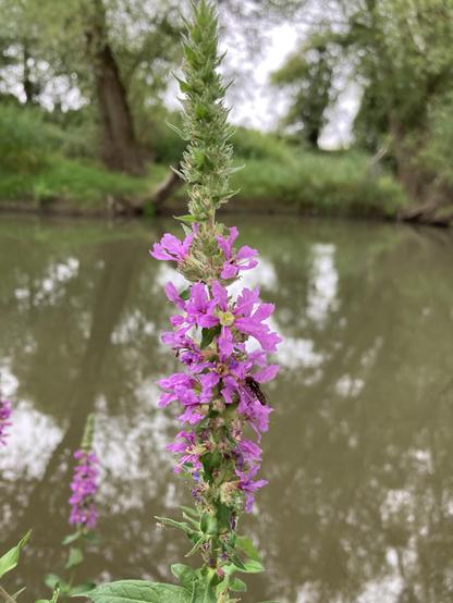 A spike with little purple flowers. The river in the background and hazy trees on the opposite bank.
