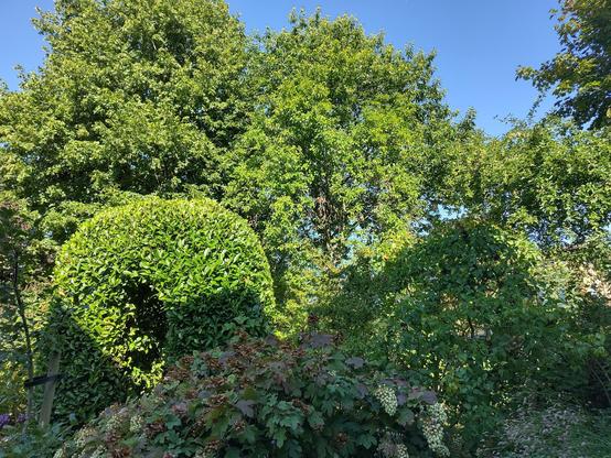 tuin rechts midden