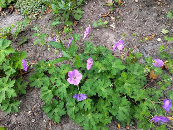 geranium