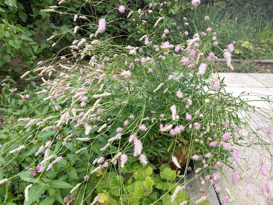 Snguisorba
