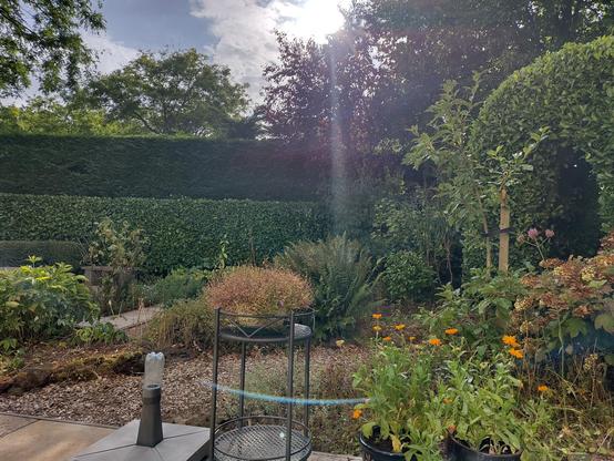 tuin
