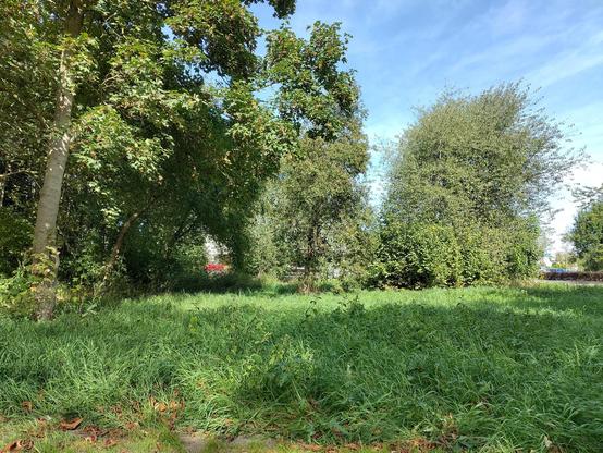 gras en bomen in Lelystad.