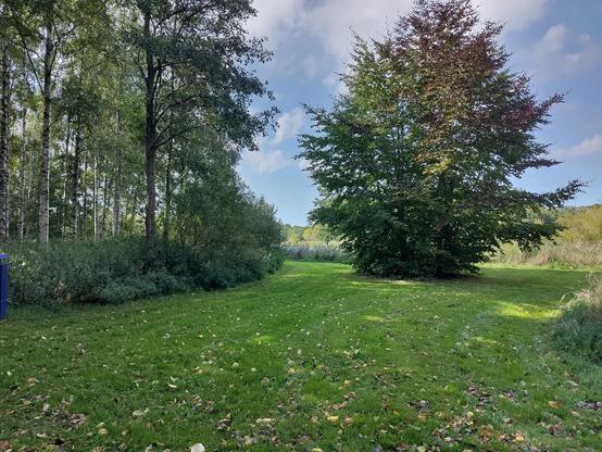 gras, pad en bomen in Lelystad.