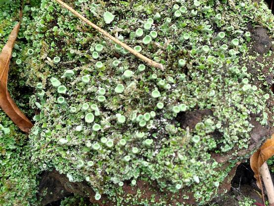 bloeiend bekermos (gok ik)