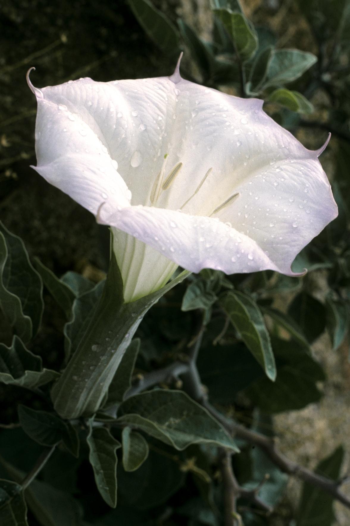 A close-up of a dewy white datura flower.