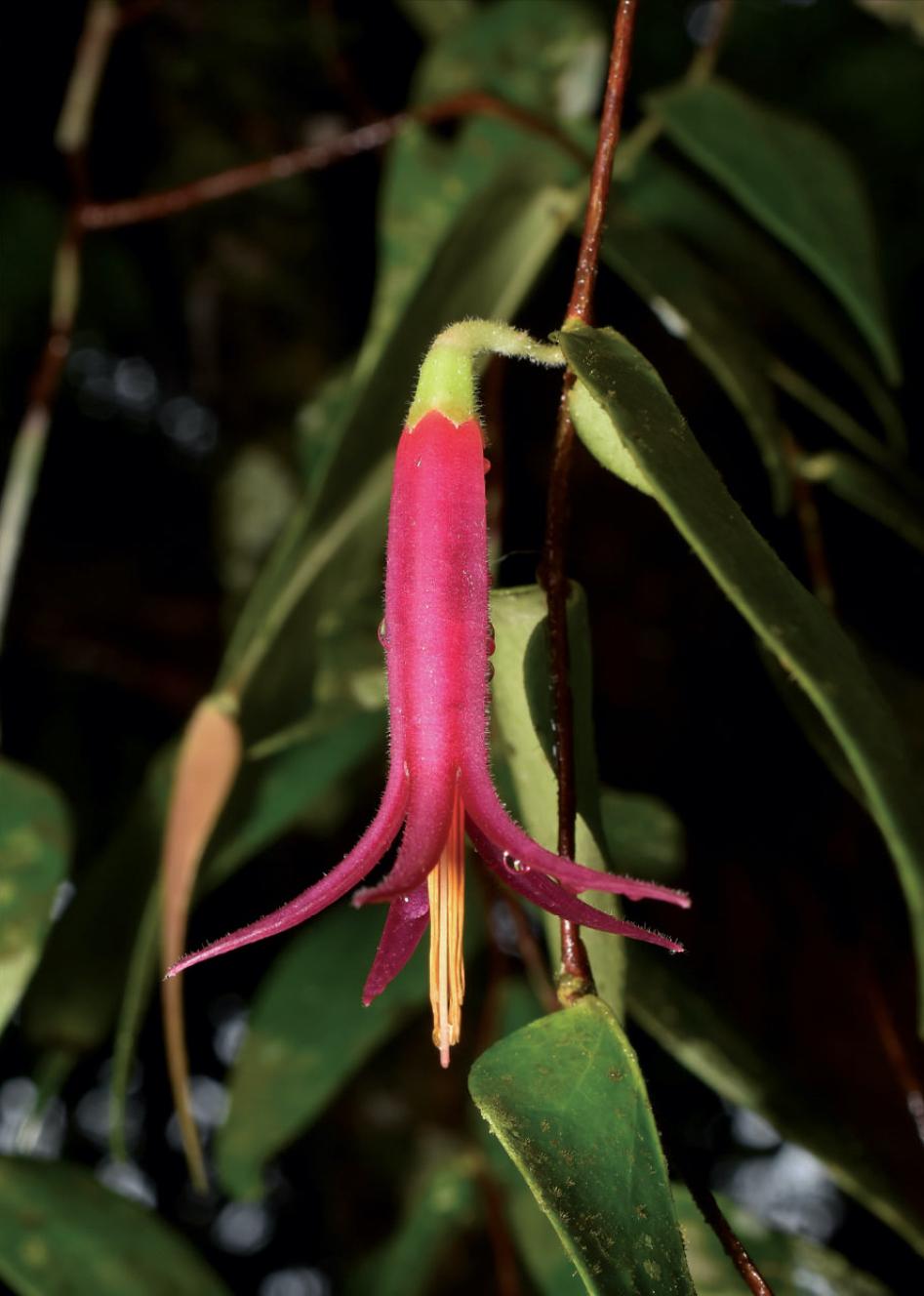 Ceratostema limonensis in situ.