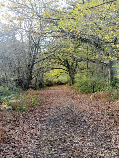 A tree lined muddy winter path strewn with autumn leaves. Sunlight bursting through from the top left.