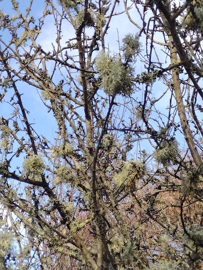 Winter trees with an extensive covering of lichen. Pale blue sky background.