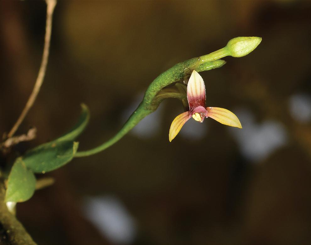 Telipogon villonacoensis in situ.