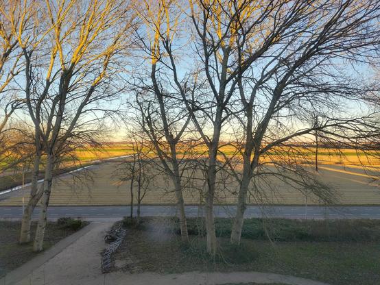 bomen, weg, bollenvelden.