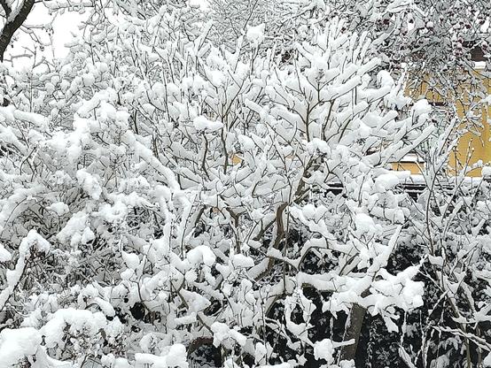 sneeuw op de sruiken