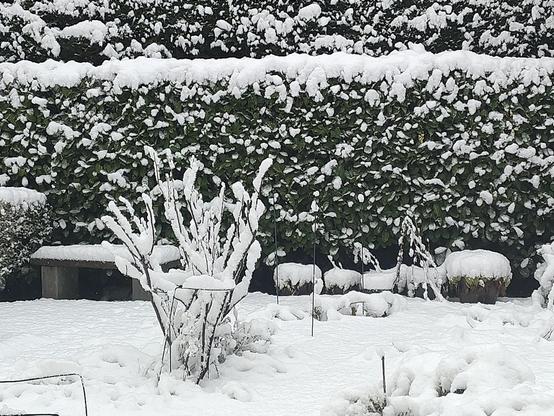 sneeuw in de tuin