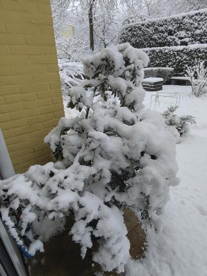 sneeuw op de laurier