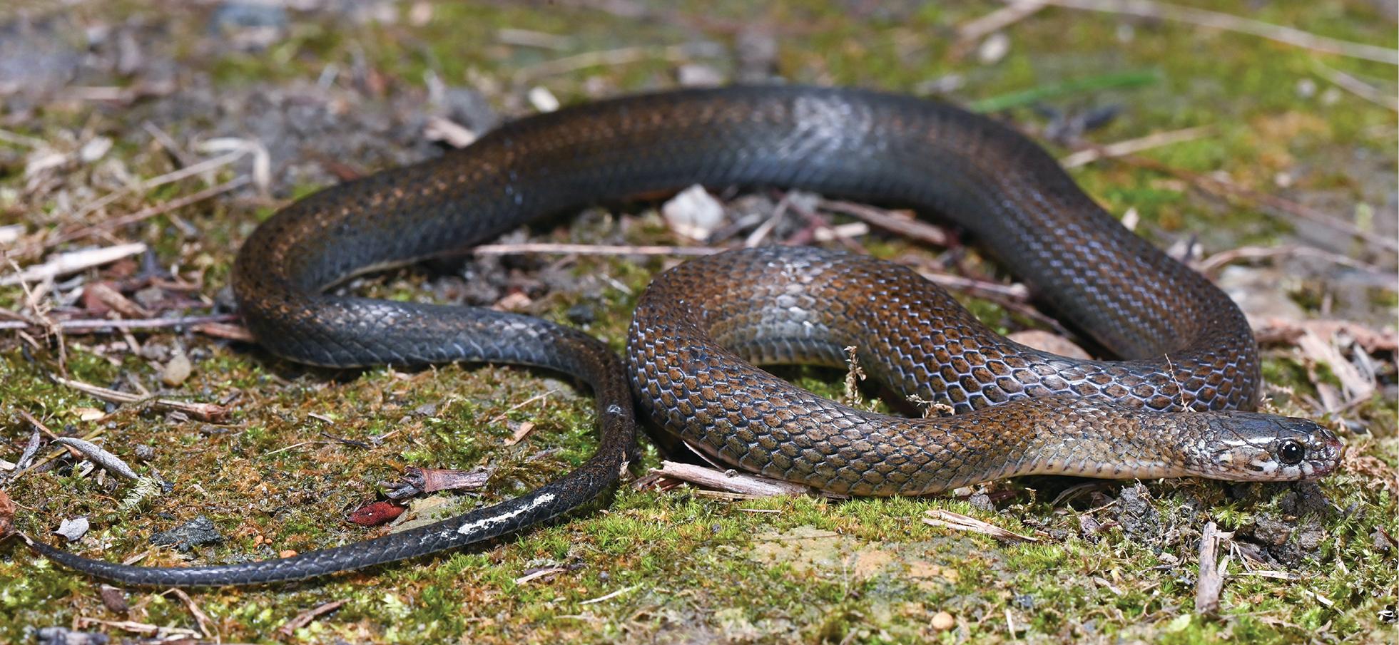 Photograph in life of Hebius malnatei.