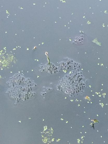 Closeup of frogspawn on a dark still surface of a pond.