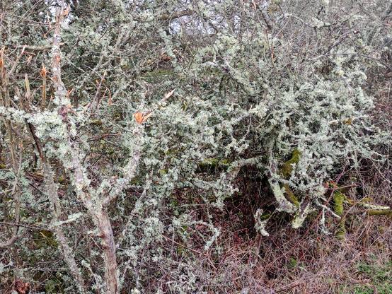 Winter hedgerow shurbs without foliage covered in a variety of main pale green lichen.