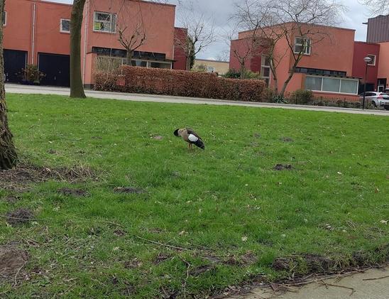 Nijlgans die niet mooi op de foto wil