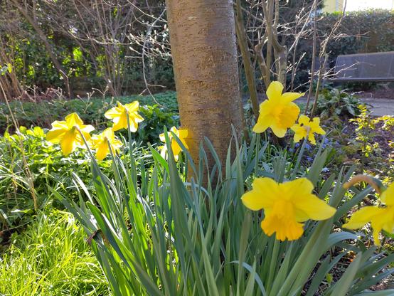 narcissen, 27 jaar geleden geplant.