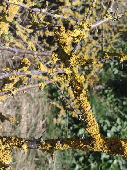 Yellow lichen on a dormant shrub. 