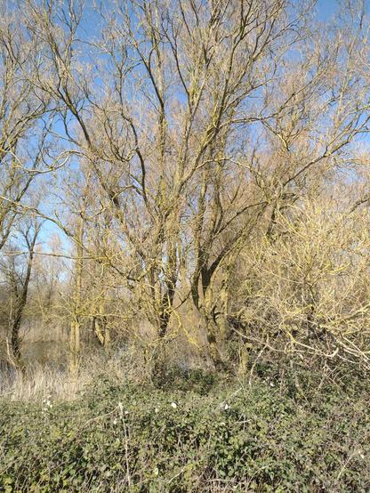 Spring trees against a blue sky. Covered in yellow lichen.