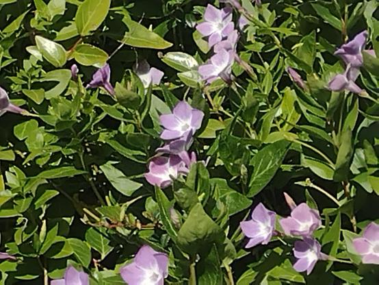 Close up of five petaled  pink flowers of the Common Periwinkle against green foliage.