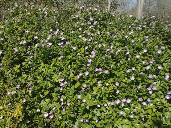 A large bed five petaled  pink flowers of the Common Periwinkle against green foliage.
