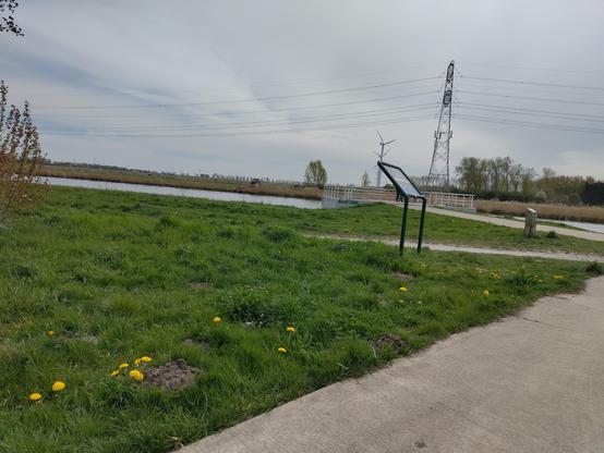 polder met paardenbloemen