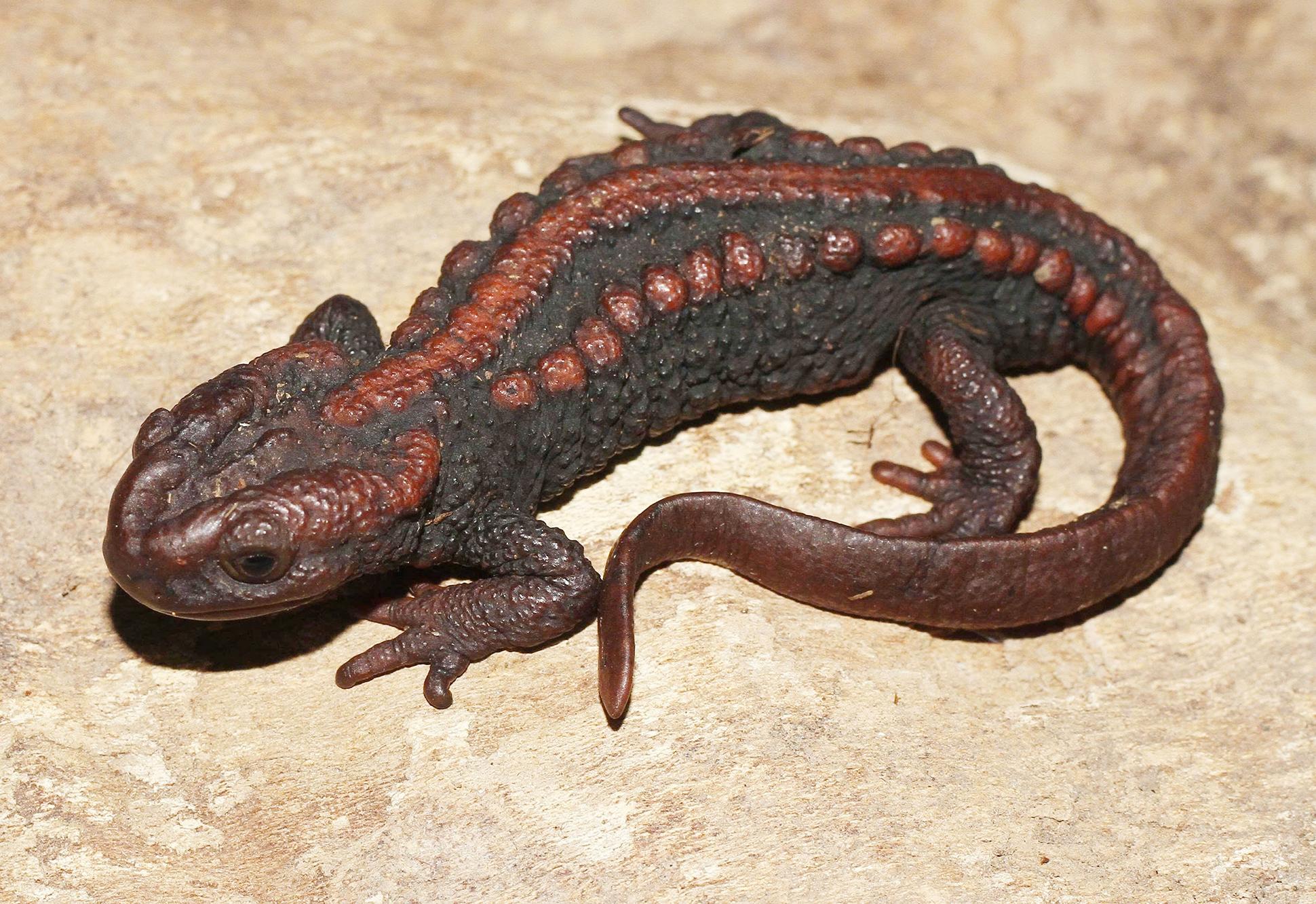 Dorsolateral view of the male holotype of Tylototriton vietnamirabilis in life.